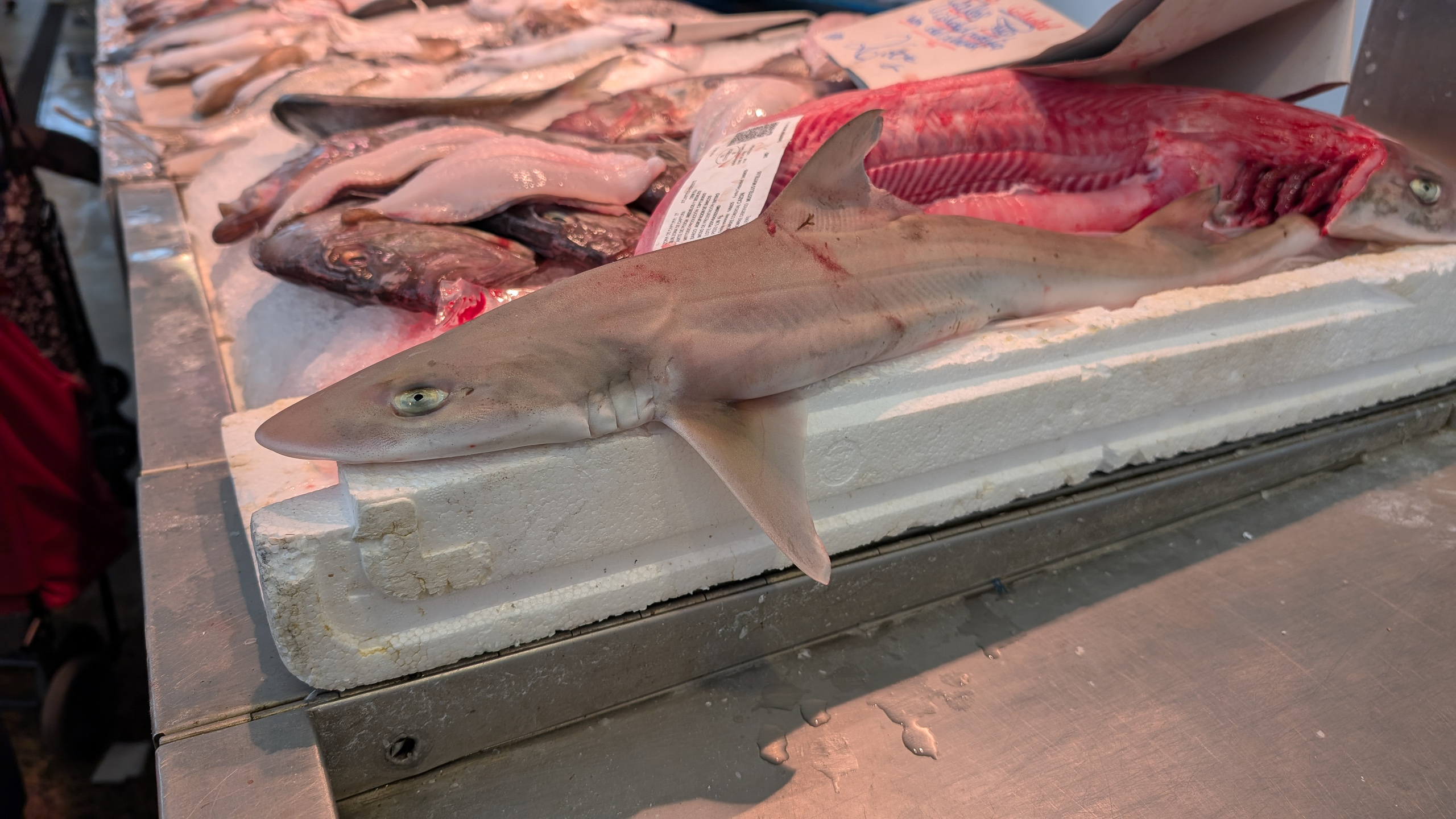 Ein kleiner Hai auf dem Fischmarkt